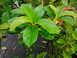 Fototapeta na wymiar green avocado leaves