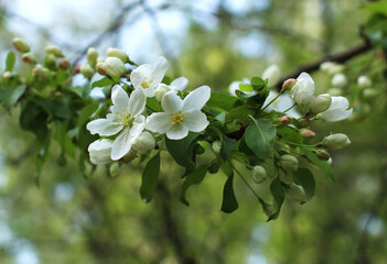 a branch of an apple tree on a flower with white flowers and green leaves in the spring