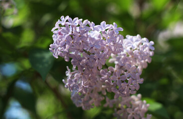 Obraz premium a blossoming lilac bush of light purple color against the blue sky