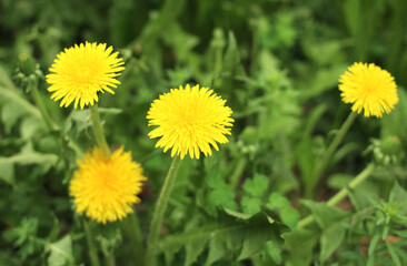 Obraz premium blooming yellow dandelion flower against the background of dandelions and greenery