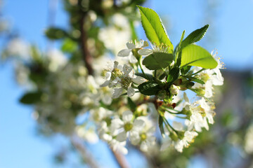Obraz premium a branch of an apple tree on a flower with white flowers and green leaves in the spring