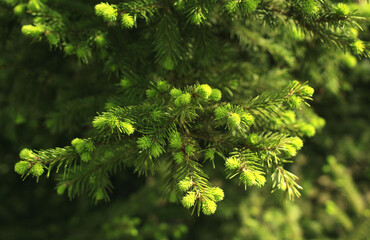 spruce green branch with young needle shoots
