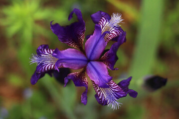 purple iris flower close-up against the background of greenery
