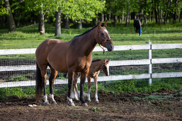 Obraz premium Mare and foal standing together at a horse farm.
