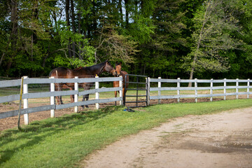 Fototapeta na wymiar Two horses greeting each other at a horse farm.