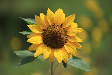 ひまわり畑のひまわり