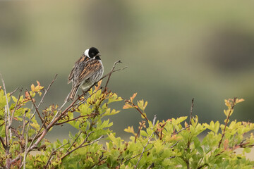 Reed Bunting (Emberiza schoeniclus)