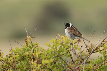 Reed Bunting (Emberiza schoeniclus)