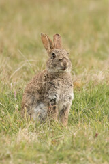 Rabbit (Oryctolagus cuniculus)