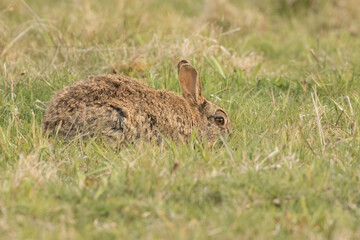 Rabbit (Oryctolagus cuniculus)