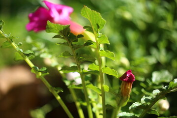 Inkarwilla zwarta Incarvillea compacta © Perovskia