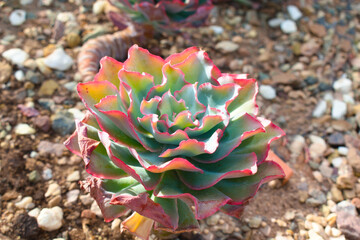 succulent