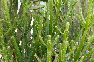 Green cacti grow in the desert