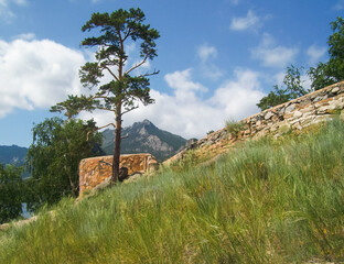 Pine tree trunk and green grass against the background of clouds and blue sky and against the backdrop of Mount Kokshetau in the Burabay National Park in Kazakhstan