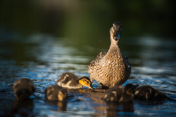 Duck family with duck chicks