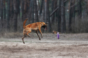 Naklejka na ściany i meble Belgian shepherd malinois dog playing with frisbee disc in the forest