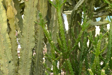 Tall cacti
