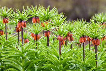 Fritillaria imperialis is a species of flowering plant in the lily family Liliaceae. - obrazy, fototapety, plakaty