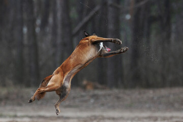 Belgian shepherd malinois dog playing with frisbee disc in the forest