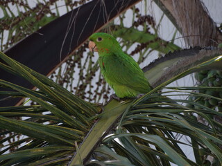 bird from my window