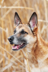 Ginger mix breed dog portrait in the field