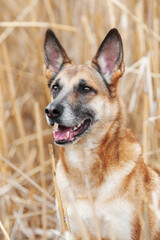 Ginger mix breed dog portrait in the field