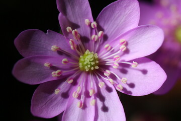 hepatica nobilis Rosea przylaszczka pospolita © Perovskia
