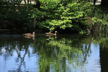 池のカモ