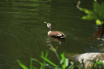 池のカモ