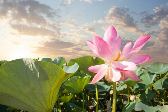 Water plant in a pond. Lotus flower against blue sky with clouds