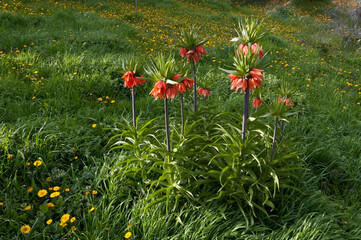 Kaiserkrone
