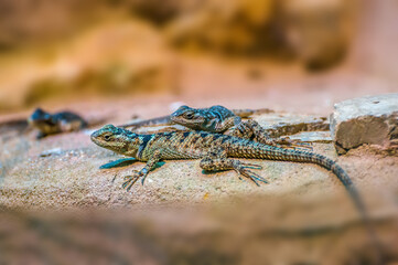 2 lizards is sitting on a rock