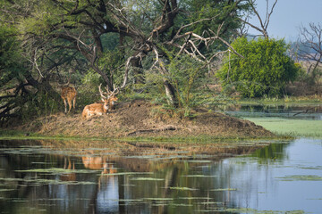 spotted deer herd or group chital or axis axis family in beautiful Scenic landscape with rich...
