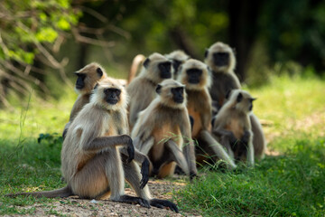 Gray or Hanuman langurs or indian langur or monkey family or group during outdoor jungle safari at ranthambore national park or tiger reserve forest rajasthan india - Semnopithecus - Powered by Adobe
