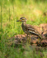 Indian stone curlew or Indian thick knee bird portrait in natural green background at ranthambore national park or forest reserve sawai madhopur rajasthan india - Burhinus indicus