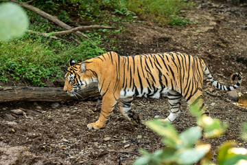wild bengal female tiger side profile strolling in natural scenic green background in jungle safari at ranthambore national park forest tiger reserve sawai madhopur rajasthan india - panthera tigris