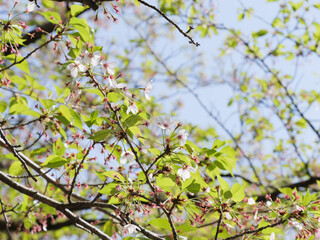 Spring, the buds of yamazakura (Cerasus jamasakura) in full bloom.