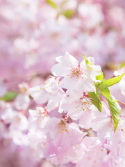 Spring, beautiful cherry blossoms with bright peach color