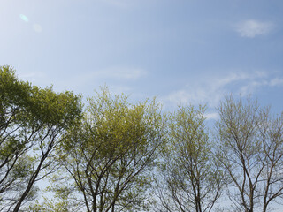 Beautiful brightly colored trees on a sunny spring day.