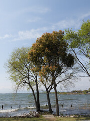A tree growing near a large lake on a sunny spring day