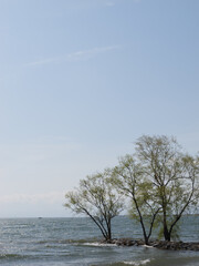 A tree growing near a large lake on a sunny spring day