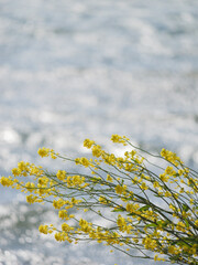 Spring lakeside, bright yellow rape blossoms swaying in the strong wind