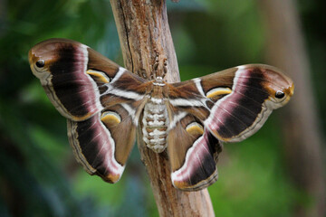 Samia ricini or the Eri silkmoth, a species of insect native of Asia