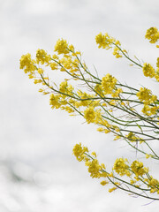 Spring lakeside, bright yellow rape blossoms swaying in the strong wind