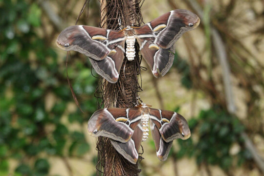 Several specimens of Samia ricini or the Eri silkmoth, a species of insect native to Asia