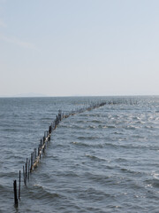 Many wooden piles floating on the sea on a sunny day