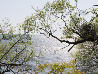 A tree growing near a large lake on a sunny spring day