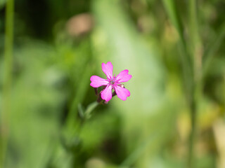 Fototapeta premium Close up of the creeping flame flower, with a light pink color and star-shaped core with the Latin name Phlox subulata