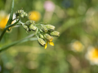 Close up or macro shot of the still closed buds of the yellow Sunrose with the Latin name Helianthemum nummularium