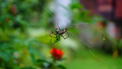 spider on a web